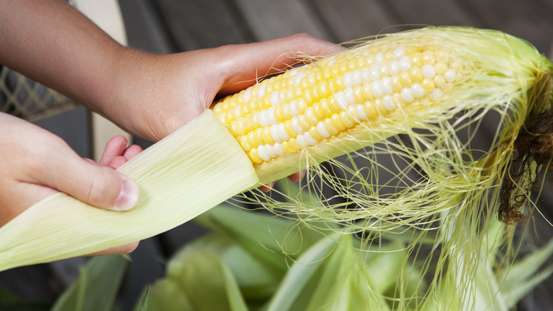 person shucking corn 