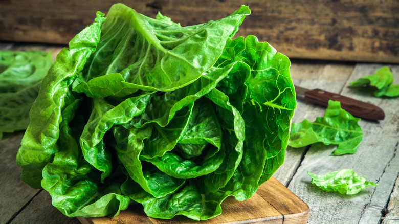 Lettuce on a white background.