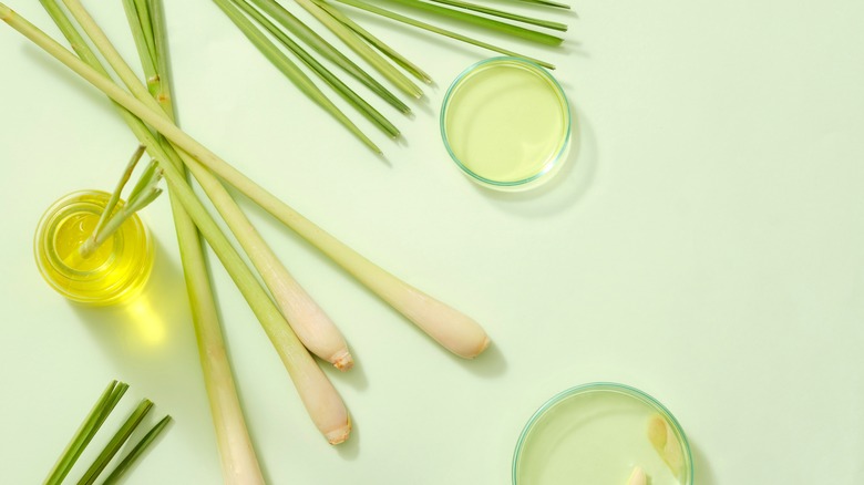 lemongrass on pale green background