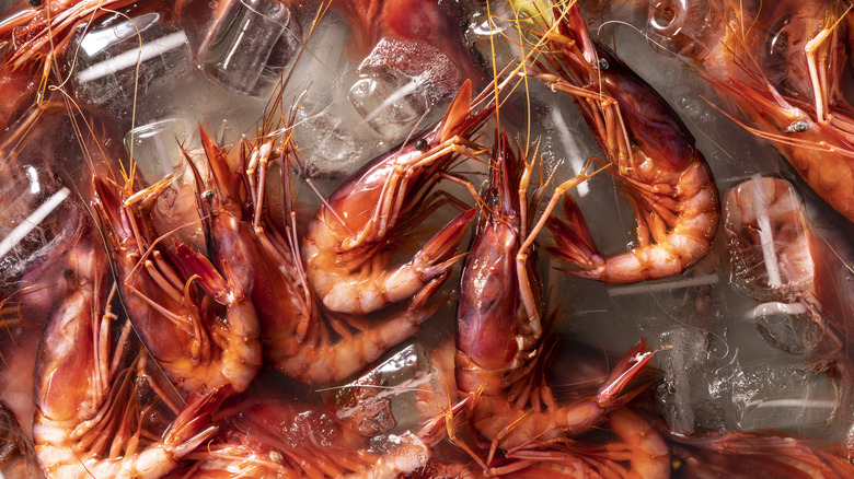 Red shrimp on ice