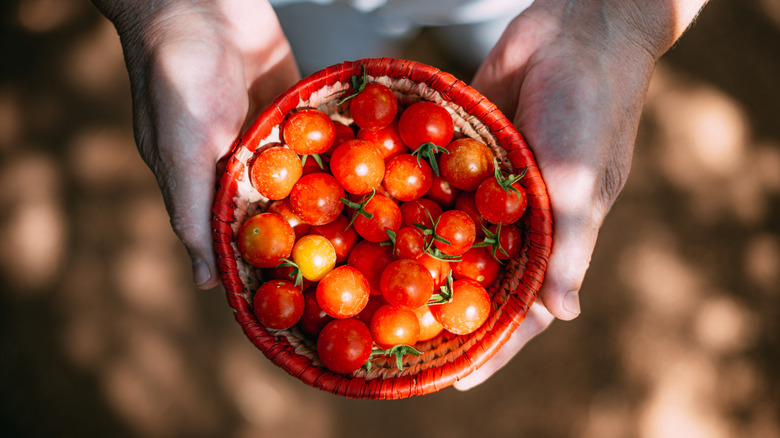 Tomatoes in a bowl