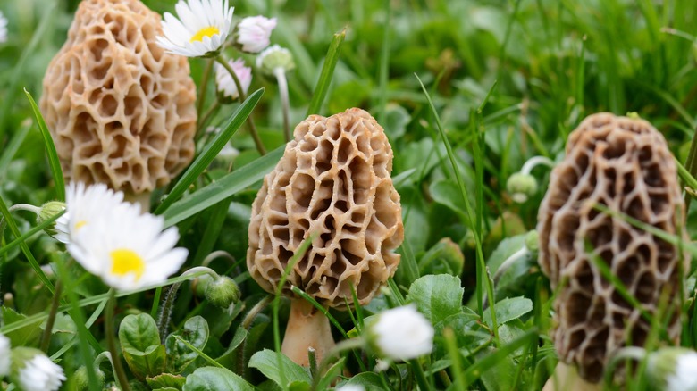 Morels growing in the woods