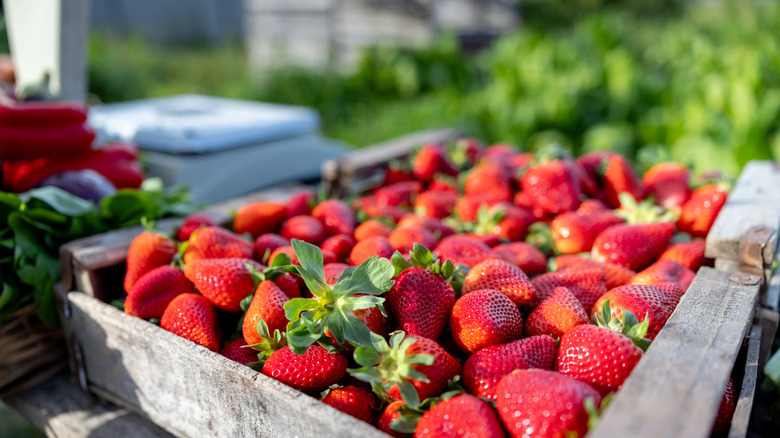 farmers market strawberry crate display