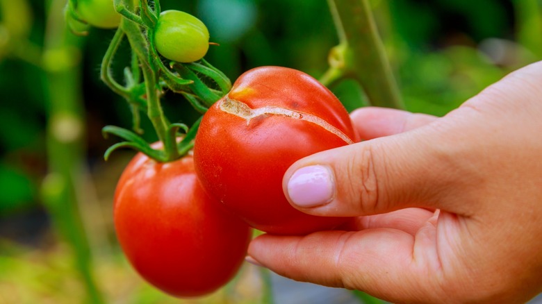 Cracked tomato on vine