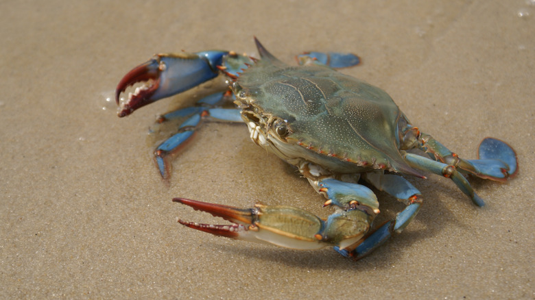 Blue crab on sand