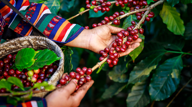 Farmer harvesting red coffee cherries