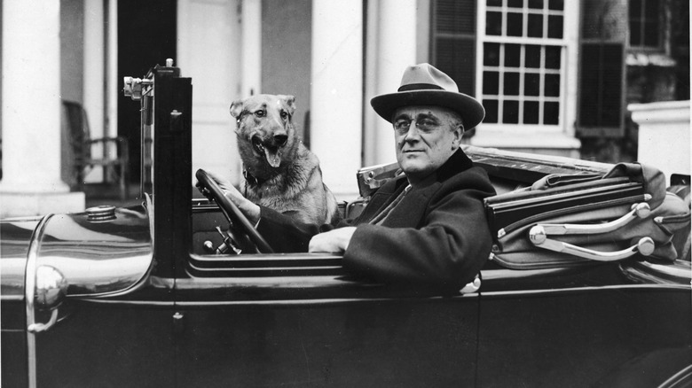 Franklin Delano Roosevelt with pup in car