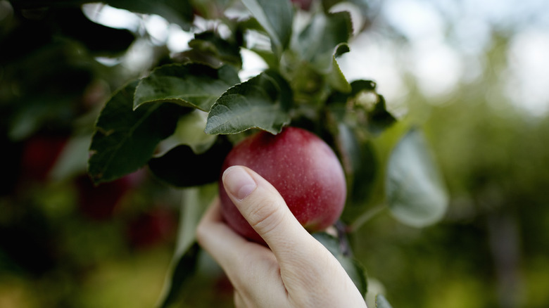 Woman covering eyes with sliced apples