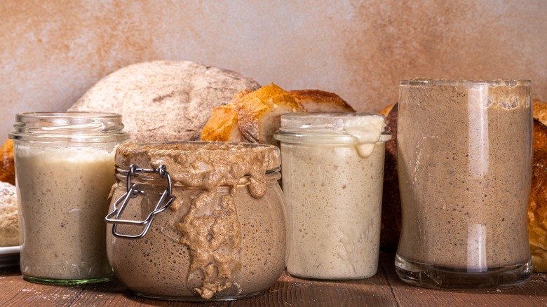 sourdough starters made with various flours